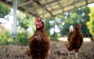 Plein-air et agrivoltaïque : 2 vidéos entre solaire et bien-être animal