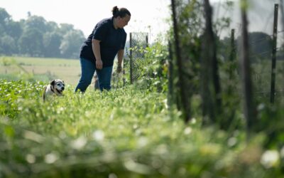 Financer l’agriculture régénératrice :  3 vidéos de paysan.nes engagé.es